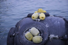 image of buoy #5