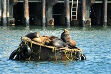 image of buoy #60