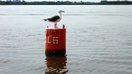 image of buoy #50