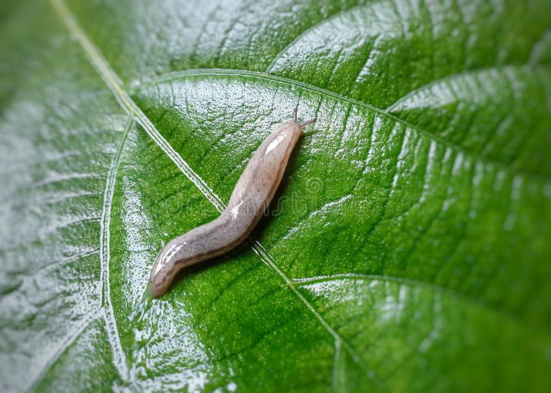 image of pear_slug #25