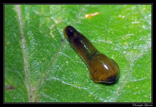 image of pear_slug #26