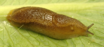 image of pear_slug #28