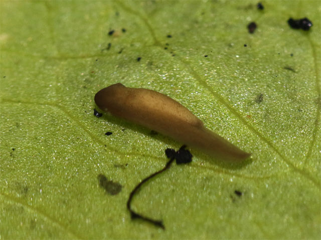 image of pear_slug #0