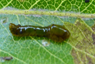 image of pear_slug #14