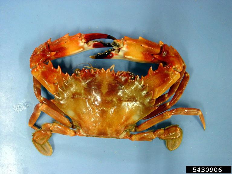 image of indo_pacific_swimming_crab #0