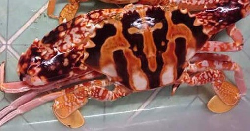image of charybdis_feriatus_crab #0