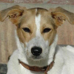 image of dog_nose #0