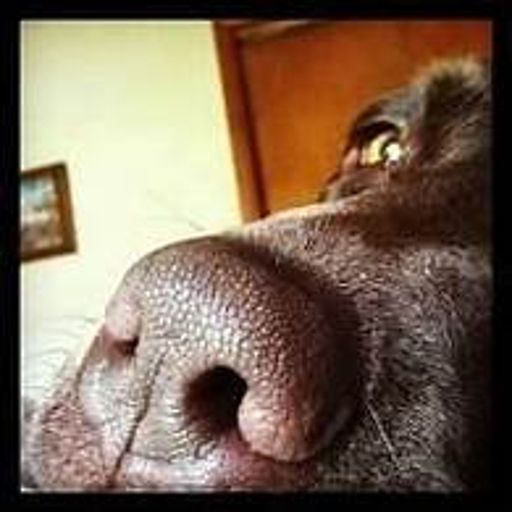 image of dog_nose #0