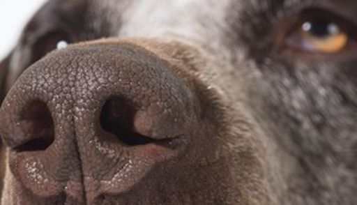 image of dog_nose #1