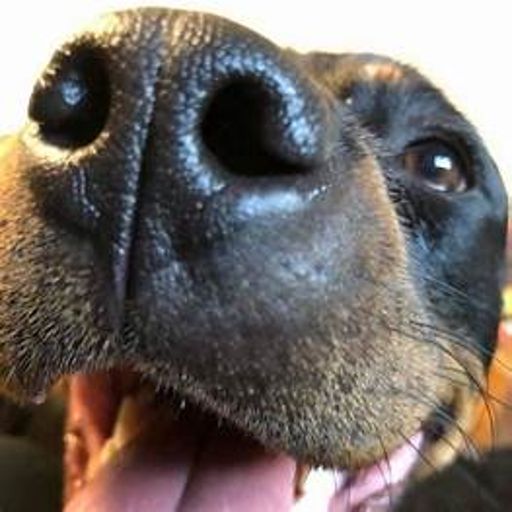 image of dog_nose #2