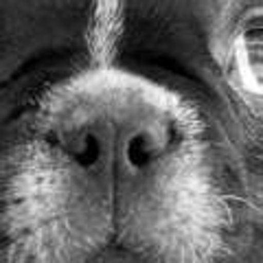 image of dog_nose #4