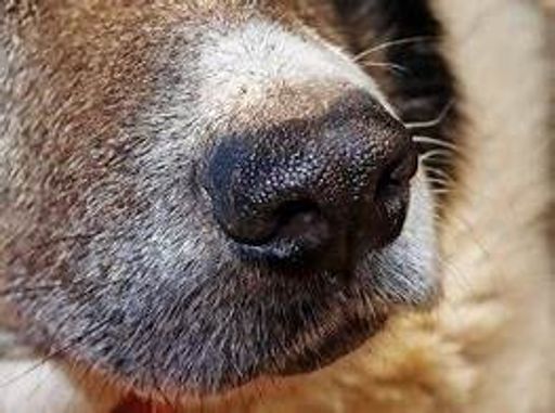 image of dog_nose #5
