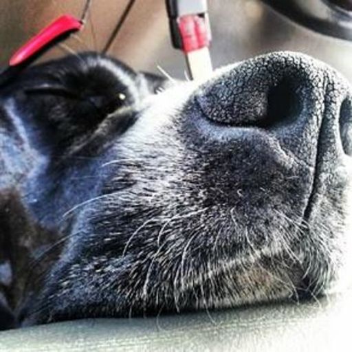 image of dog_nose #6