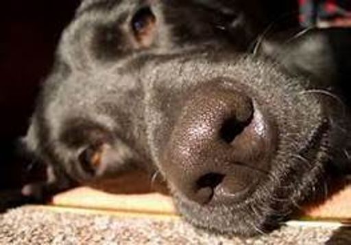 image of dog_nose #7
