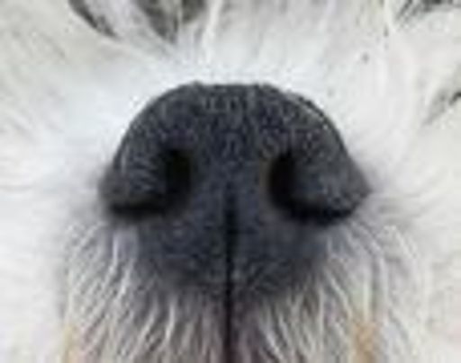image of dog_nose #9