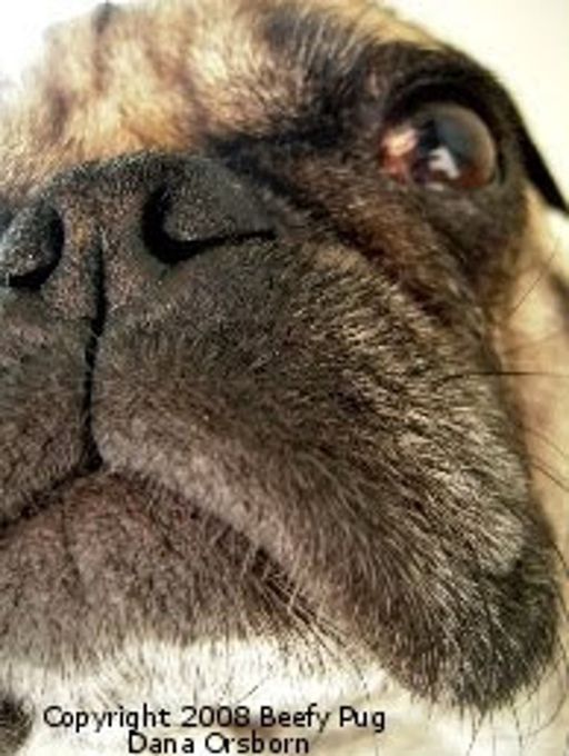 image of dog_nose #11