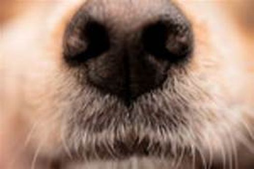 image of dog_nose #12