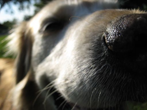 image of dog_nose #13