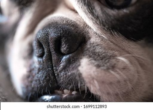 image of dog_nose #14