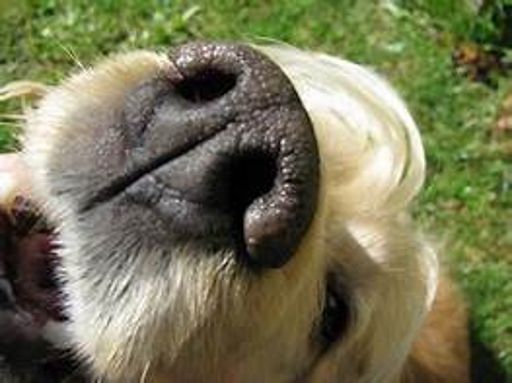image of dog_nose #15