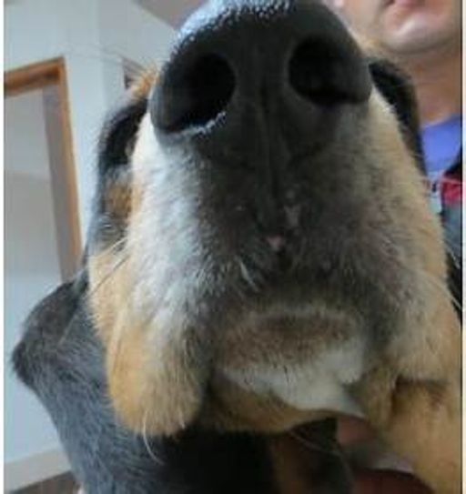 image of dog_nose #16