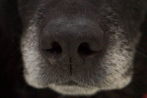 image of dog_nose #19