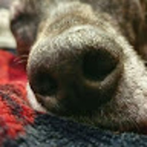image of dog_nose #20