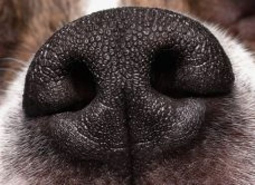 image of dog_nose #21