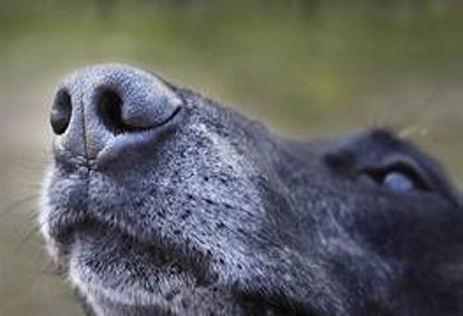 image of dog_nose #22