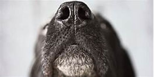 image of dog_nose #23