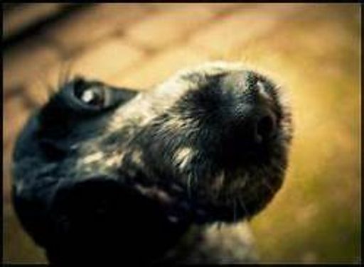 image of dog_nose #25