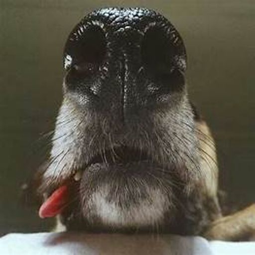 image of dog_nose #26
