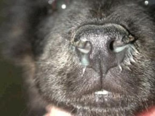 image of dog_nose #27