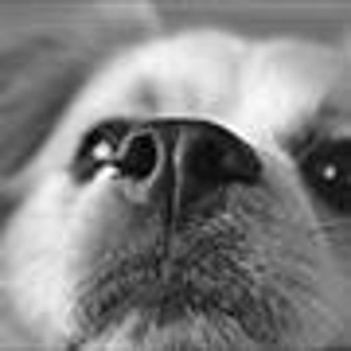 image of dog_nose #28