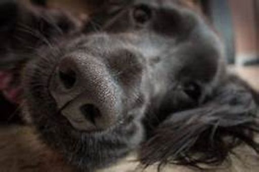image of dog_nose #29