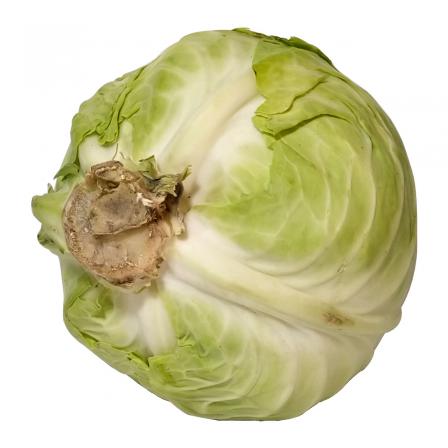 image of cabbage #22