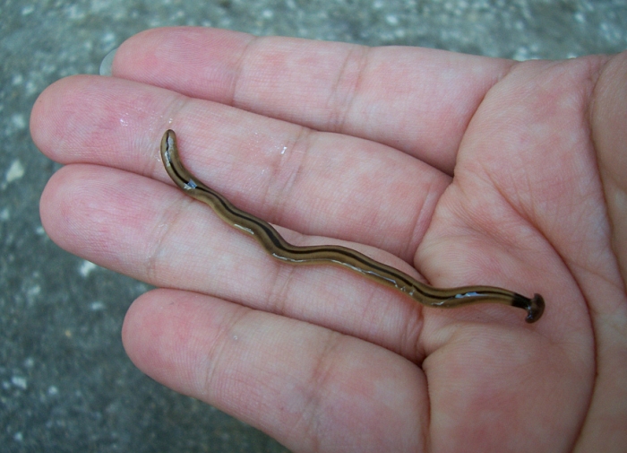 image of parasitic_flatworms #0