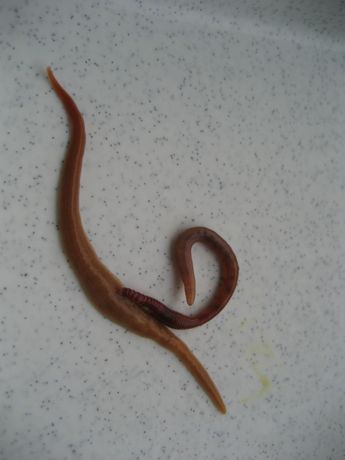 image of parasitic_flatworms #0