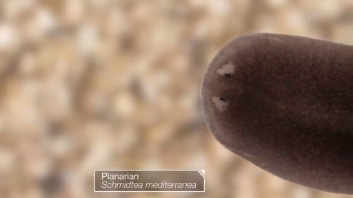 image of parasitic_flatworms #1