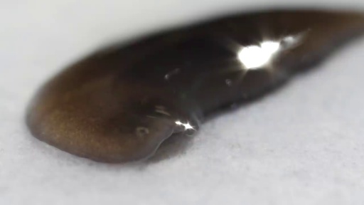 image of parasitic_flatworms #2