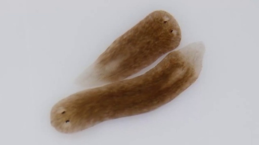 image of parasitic_flatworms #4