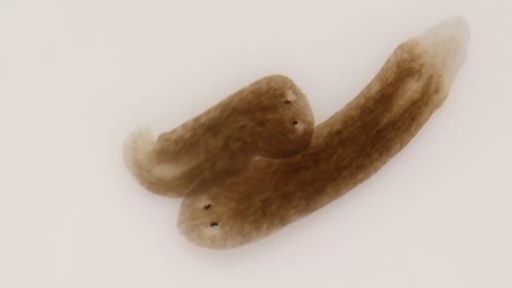 image of parasitic_flatworms #5