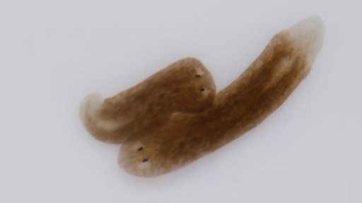 image of parasitic_flatworms #6