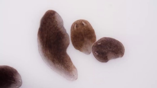 image of parasitic_flatworms #9