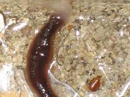 image of parasitic_flatworms #16