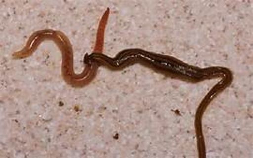 image of parasitic_flatworms #17