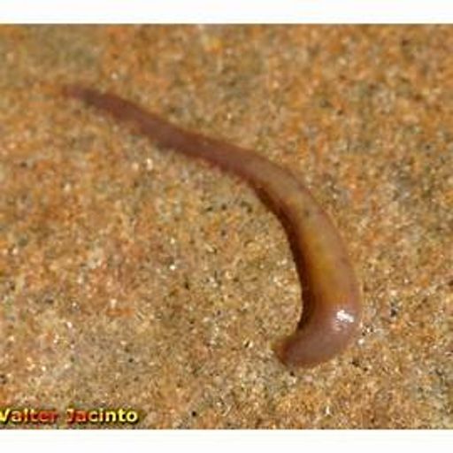 image of parasitic_flatworms #19