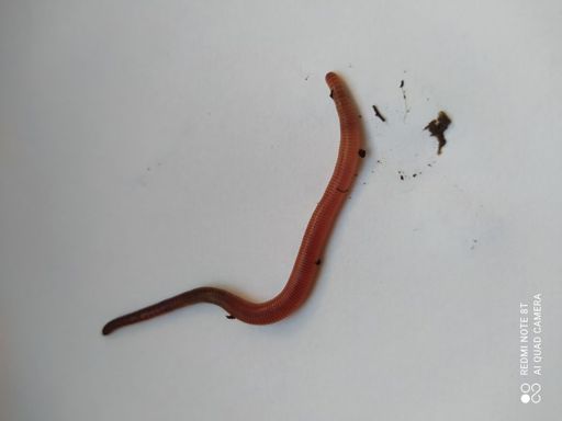 image of parasitic_flatworms #20