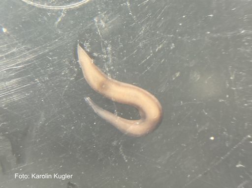 image of parasitic_flatworms #23