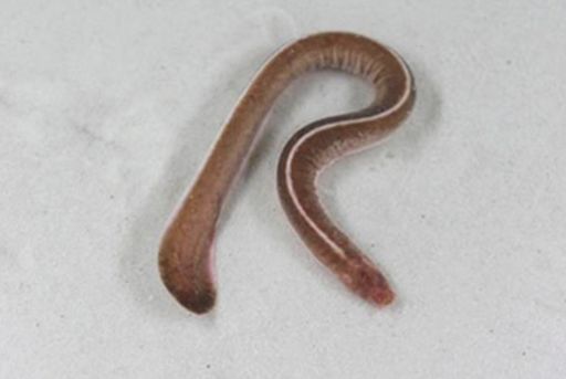 image of parasitic_flatworms #25